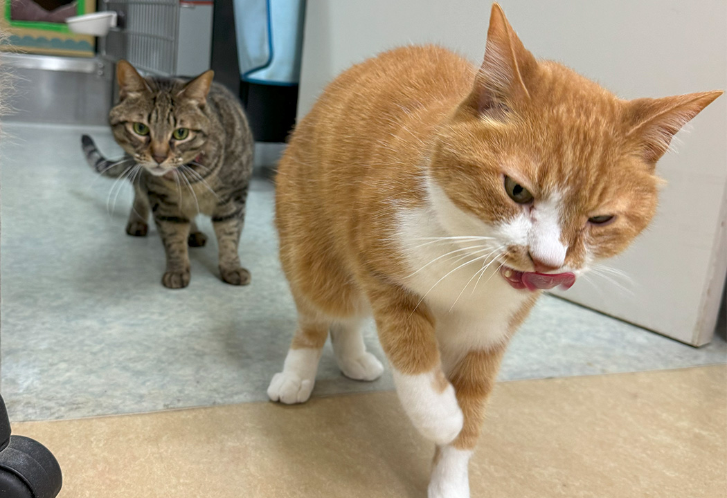 2024年4月診療時間変更となる日にちがあります